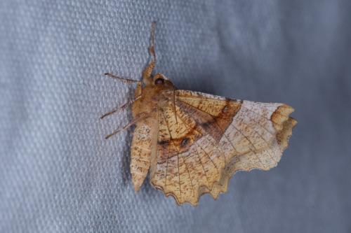 Réf. 227 811 : Selenia lunularia